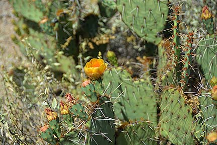 Prickly Pear Cactus, San Tan Mountain Regional Park, April 9, 2015